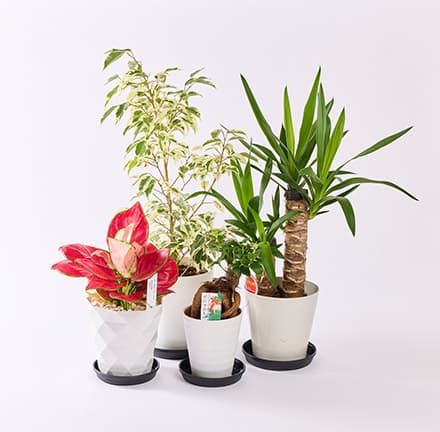 SELVA THE BARGAIN 2025 summer